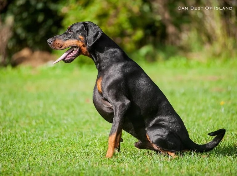 Deckrüde – Bild 1